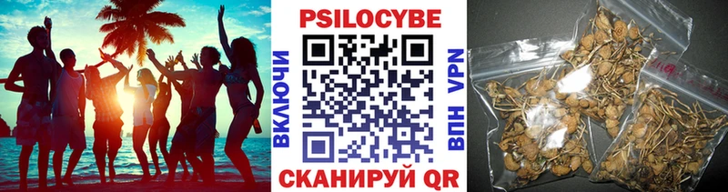 Псилоцибиновые грибы Psilocybine cubensis  KRAKEN ТОР  Салаир 